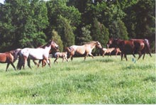 Horses in pasture at the Sanders Ranch