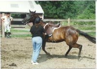 Retraining a horse with a problem