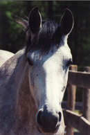 Woodwind Front Head Shot Thumbnail